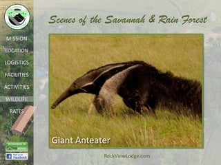Scenes of the Savannah & Rain Forest
MISSION

LOCATION

LOGISTICS

FACILITIES

ACTIVITIES

WILDLIFE

  RATES




             Giant Anteater
                         RockViewLodge.com
 