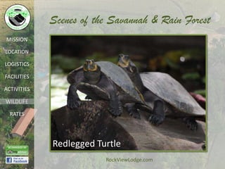 Scenes of the Savannah & Rain Forest
MISSION

LOCATION

LOGISTICS

FACILITIES

ACTIVITIES

WILDLIFE

  RATES




             Redlegged Turtle
                         RockViewLodge.com
 