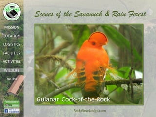 Scenes of the Savannah & Rain Forest
MISSION

LOCATION

LOGISTICS

FACILITIES

ACTIVITIES

WILDLIFE

  RATES




             Guianan Cock-of-the-Rock
                         RockViewLodge.com
 