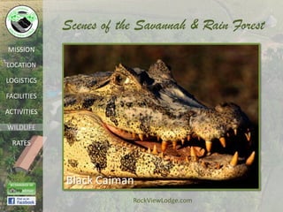 Scenes of the Savannah & Rain Forest
MISSION

LOCATION

LOGISTICS

FACILITIES

ACTIVITIES

WILDLIFE

  RATES




             Black Caiman
                         RockViewLodge.com
 