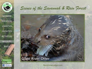 Scenes of the Savannah & Rain Forest
MISSION

LOCATION

LOGISTICS

FACILITIES

ACTIVITIES

WILDLIFE

  RATES




             Giant River Otter
                          RockViewLodge.com
 