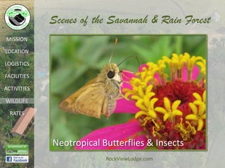 Scenes of the Savannah & Rain Forest
MISSION

LOCATION

LOGISTICS

FACILITIES

ACTIVITIES

WILDLIFE

  RATES




             Neotropical Butterflies & Insects
                          RockViewLodge.com
 