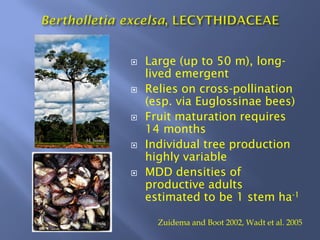 Large (up to 50 m), long-
lived emergent
Relies on cross-pollination
(esp. via Euglossinae bees)
Fruit maturation requires
14 months
Individual tree production
highly variable
MDD densities of
productive adults
estimated to be 1 stem ha-1
Zuidema and Boot 2002, Wadt et al. 2005
M. Simola
M. Simola
 