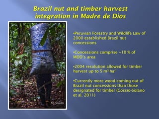 Brazil nut and timber harvest
integration in Madre de Dios
Peruvian Forestry and Wildlife Law of
2000 established Brazil nut
concessions
Concessions comprise ~10 % of
2004 resolution allowed for timber
harvest up to 5 m3 ha-1
Currently more wood coming out of
Brazil nut concessions than those
designated for timber (Cossio-Solano
et al. 2011)
M. Simola
 