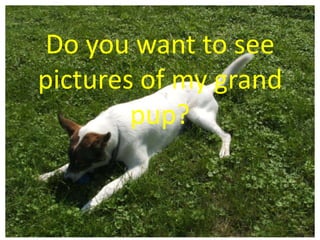 Do you want to see pictures of my grand pup? 