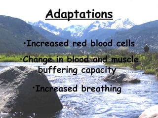 Adaptations Increased red blood cells Change in blood and muscle buffering capacity Increased breathing