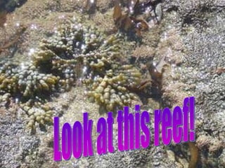 Look at this reef! 