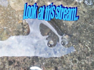 Look  at this stream... 