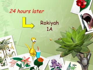 24 hours later

            Rokiyah
              1A
 