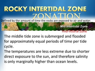 rocky intertidal zone for advanced ecology | PDF