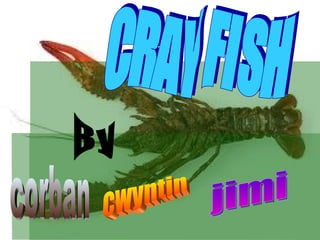 CRAY FISH By corban cwyntin jimi 