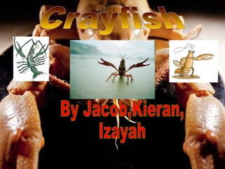 Crayfish By Jacob,Kieran, Izayah 
