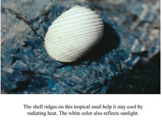 Snail Shell Ridge Rocky Shore Notes | PPT