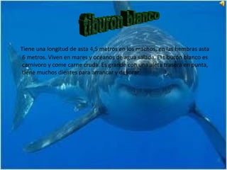 Tiene una longitud de asta 4,5 metros en los machos, en las hembras asta 6 metros. Viven en mares y océanos de agua salada. El tiburón blanco es carnívoro y come carne cruda. Es grande con una aleta trasera en punta, tiene muchos dientes para arrancar y devorar. tiburon blanco 