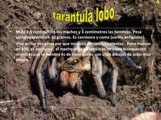 Mide 2,5 centímetros los machos y 3 centímetros las hembras. Pesa aproximadamente 30 gramos. Es carnívora y come (varios anfípodos).  Vive en los desiertos por que necesita territorios calientes . Pone huevos de 100, es nocturna , el macho de la tarántula es de color blanquecino mientras que la hembra es de color pardo con unos dibujos de color mas oscuro. tarantula lobo 