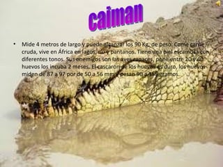 Mide 4 metros de largo y puede alcanzar los 90 Kg. de peso. Come carne cruda, vive en África en lagos, río y pantanos. Tiene una piel escamosa con diferentes tonos. Sus enemigos son las aves rapaces, pone entre 20 y 40 huevos los incuba 2 meses. El cascaron de los huevos es duro, los huevos miden de 87 a 97 por de 50 a 56 mm y pesan 90 a 155 gramos.  caiman 
