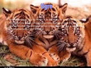 Mide de longitud  75 a los 90 cm. Y de altura 90 cm. Pesa 250 Kg. Viven en Asia, tiene una piel de color naranja rojizo, blanca y negra. Es carnívoro y caza para comer. Al nacerlas crías son ciegas abren los ojos a los 14 días y son amamantadas 1 mes y medio. tigre 
