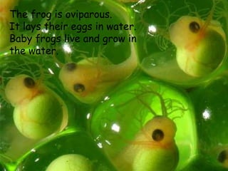 su
The frog is oviparous.
It lays their eggs in water.
Baby frogs live and grow in
the water.
 