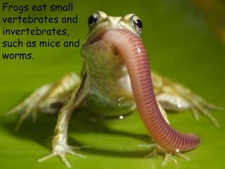 Frogs eat small
vertebrates and
invertebrates,
such as mice and
worms.
 