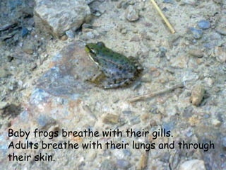 Baby frogs breathe with their gills.
Adults breathe with their lungs and through
their skin.
 