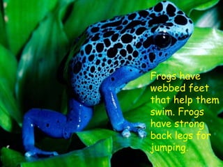 Frogs have
webbed feet
that help them
swim. Frogs
have strong
back legs for
jumping.
 