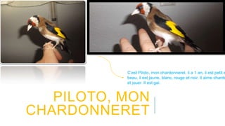 C’est Piloto, mon chardonneret, il a 1 an, il est petit e
beau, il est jaune, blanc, rouge et noir. Il aime chante
et jouer. Il est gai.
PILOTO, MON
CHARDONNERET