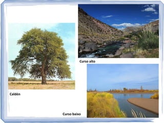 FLORA

Plantas de montaña no curso alto e esteparias no baixo.

 