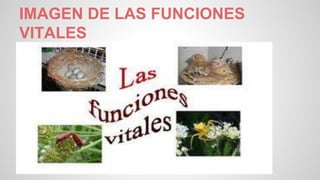 IMAGEN DE LAS FUNCIONES 
VITALES 
 