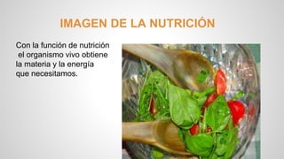 IMAGEN DE LA NUTRICIÓN 
Con la función de nutrición 
el organismo vivo obtiene 
la materia y la energía 
que necesitamos. 
 