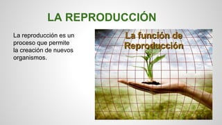 LA REPRODUCCIÓN 
La reproducción es un 
proceso que permite 
la creación de nuevos 
organismos. 
 