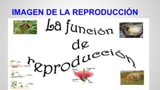 IMAGEN DE LA REPRODUCCIÓN 
