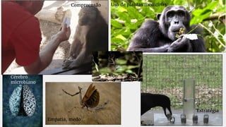 Uso de plantas medicinas
Empatia, medo
Estratégia
Cérebro
microbiano
Compreensão
 