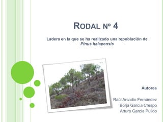 Rodal nº 4  Ladera en la que se ha realizado una repoblación de Pinus halepensis Autores Raúl Arcadio Fernández Borja García Crespo Arturo García Pulido 