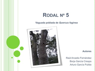 Rodal nº 5  Vaguada poblada de Quercus faginea Autores Raúl Arcadio Fernández Borja García Crespo Arturo García Pulido 