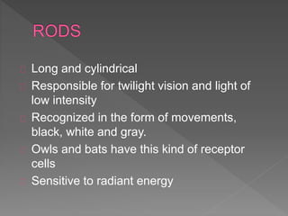 Long and cylindrical 
Responsible for twilight vision and light of 
low intensity 
Recognized in the form of movements, 
black, white and gray. 
Owls and bats have this kind of receptor 
cells 
Sensitive to radiant energy 
 