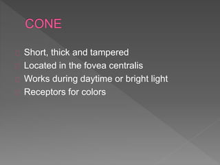 Short, thick and tampered 
Located in the fovea centralis 
Works during daytime or bright light 
Receptors for colors 
