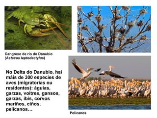 Cangrexo de río do Danubio
(Astacus leptodactylus)
Pelícanos
No Delta do Danubio, hai
máis de 300 especies de
aves (migratorias ou
residentes): águias,
garzas, voitres, gansos,
garzas, ibis, corvos
mariños, ciños,
pelícanos…
 