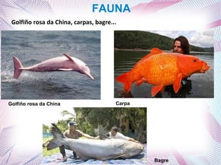 FAUNA
Golfiño rosa da China, carpas, bagre...

Golfiño rosa da China

Carpa

Bagre

 