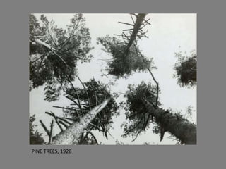 PINE TREES, 1928

 