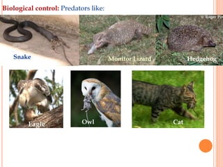 Rodents and their management | PPT