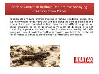 Rodent Control in Bedford Deplete the Annoying
Creatures from Places
Rodents are annoying animals that live in various residential areas. They
live in tiny holes or burrows that are dug along the side of buildings and
fences. If it is not controlled in time, then they are difficult to get rid of.
These creatures as all of us know carry a lot of diseases. It is not
something anyone would want and would rather stay healthy. With this
being said, rodent control in Bedford is required and has to be on the list
for all homes or offices to avoid any sort of infections or illnesses.
 