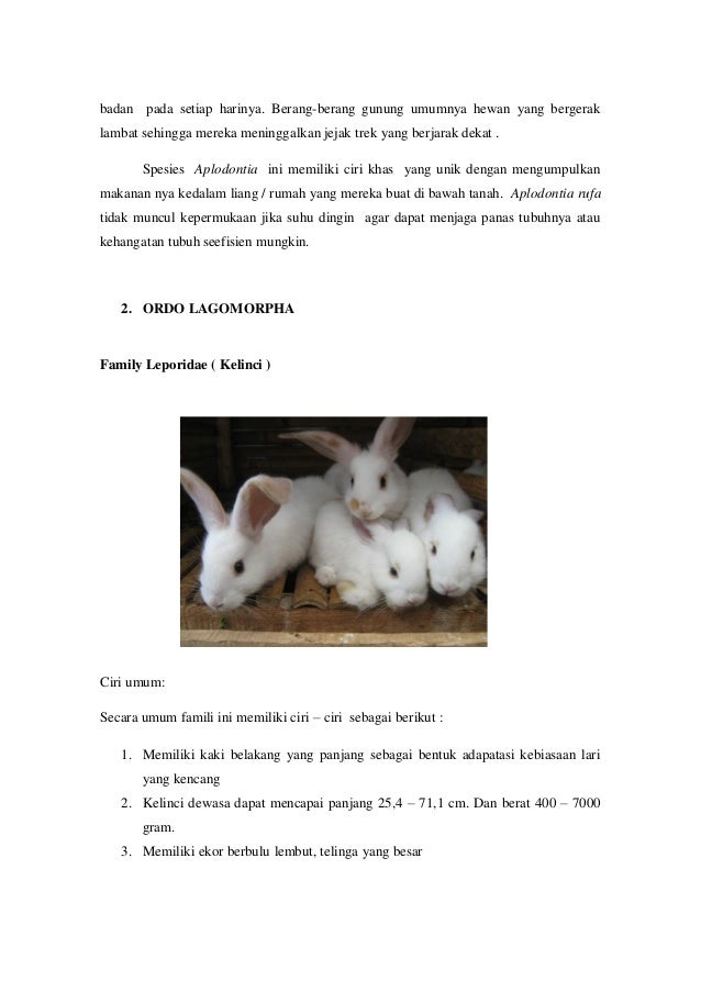 Teks Deskripsi Tentang Kucing Dalam Bahasa Inggris