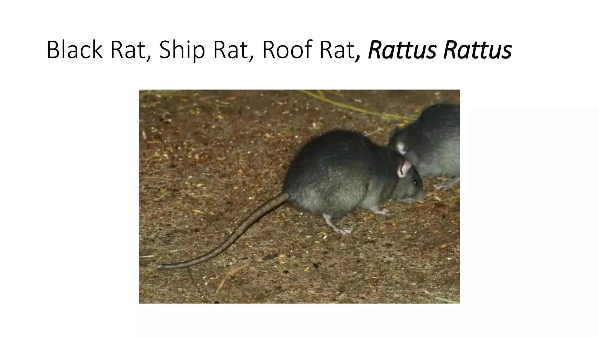 Rodent identification 2016 PPT