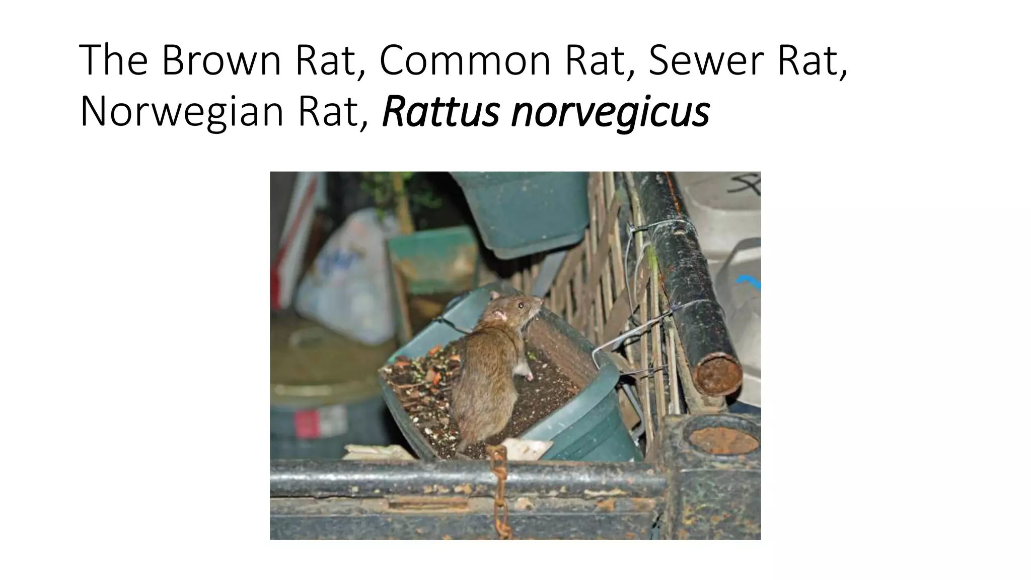 Rodent identification 2016 PPT