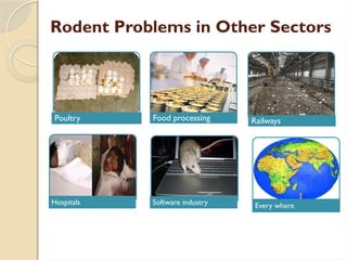 Rodent Problem Army Rodent pest and thier management - Revised.pptx