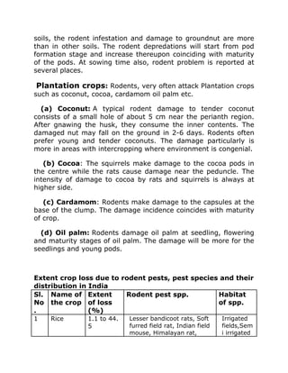 soils, the rodent infestation and damage to groundnut are more
than in other soils. The rodent depredations will start from pod
formation stage and increase thereupon coinciding with maturity
of the pods. At sowing time also, rodent problem is reported at
several places.
Plantation crops: Rodents, very often attack Plantation crops
such as coconut, cocoa, cardamom oil palm etc.
(a) Coconut: A typical rodent damage to tender coconut
consists of a small hole of about 5 cm near the perianth region.
After gnawing the husk, they consume the inner contents. The
damaged nut may fall on the ground in 2-6 days. Rodents often
prefer young and tender coconuts. The damage particularly is
more in areas with intercropping where environment is congenial.
(b) Cocoa: The squirrels make damage to the cocoa pods in
the centre while the rats cause damage near the peduncle. The
intensity of damage to cocoa by rats and squirrels is always at
higher side.
(c) Cardamom: Rodents make damage to the capsules at the
base of the clump. The damage incidence coincides with maturity
of crop.
(d) Oil palm: Rodents damage oil palm at seedling, flowering
and maturity stages of oil palm. The damage will be more for the
seedlings and young pods.
Extent crop loss due to rodent pests, pest species and their
distribution in India
Sl.
No
.
Name of
the crop
Extent
of loss
(%)
Rodent pest spp. Habitat
of spp.
1 Rice 1.1 to 44.
5
Lesser bandicoot rats, Soft
furred field rat, Indian field
mouse, Himalayan rat,
Irrigated
fields,Sem
i irrigated
 