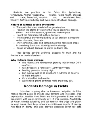 Rodents are problem in the fields like Agriculture,
Horticulture, Animal Husbandry, Poultry, Public health, Storage
and trade, Transport, Hospital and residences, Food
Industry, Software Industry and even causeStructural damage.
Nature of damage caused by rodents:
• They pick the sown seeds before germination.
• Feed on the plants by cutting the young seedlings, leaves,
stems, and inflorescence, green and mature pods.
• Hoard the food material in their burrows.
• The extensive burrowing leading to soil erosion, damage to
water channels, dams etc.
• They consume, spoil and contaminate the harvested crops
in threshing floors and stored grains in storage.
• Cause structural damage to stores godowns etc.
They spread several zoonotic diseases to man and his
livestock as carriers/vectors
Why rodents cause damage:
• The rodents are having ever growing incisor teeth ( 0.4
mm/day)
• Fast Breeders ( Potential~ 1000//pair/ year)
• Feeding potential is very high
• Can survive well in all situations ( extreme of deserts
to high altitudes)
• Very secretive and mobile
• Waste food grains 10 times more than they eat.
Rodents Damage in Fields
Intensive cropping due to increased irrigation facilities
makes rodent pests to invade new terrains and increases crop
depredation. Besides crop fields are homogeneous & man made
ecosystem with plant community of 1-2 crop species. Availability
of water, climate suitability and soil fertility, the crops are grown
in large areas, thus help rodents in continuous supply of energy
rich food in plenty and also provide excellent cover for safe
 