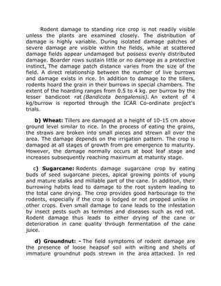Rodent damage to standing rice crop is not readily visible
unless the plants are examined closely. The distribution of
damage is highly variable. During isolated damage patches of
severe damage are visible within the fields, while at scattered
damage fields appear undamaged but possess evenly distributed
damage. Boarder rows sustain little or no damage as a protective
instinct. The damage patch distance varies from the size of the
field. A direct relationship between the number of live burrows
and damage exists in rice. In addition to damage to the tillers,
rodents hoard the grain in their burrows in special chambers. The
extent of the hoarding ranges from 0.5 to 4 kg. per burrow by the
lesser bandicoot rat (Bandicota bengalensis). An extent of 4
kg/burrow is reported through the ICAR Co-ordinate project's
trials.
b) Wheat: Tillers are damaged at a height of 10-15 cm above
ground level similar to rice. In the process of eating the grains,
the straws are broken into small pieces and strewn all over the
area. The damage depends on the irrigation pattern. The crop is
damaged at all stages of growth from pre emergence to maturity.
However, the damage normally occurs at boot leaf stage and
increases subsequently reaching maximum at maturity stage.
c) Sugarcane: Rodents damage sugarcane crop by eating
buds of seed sugarcane pieces, apical growing points of young
and mature stalks and millable part of the cane. In addition, their
burrowing habits lead to damage to the root system leading to
the total cane drying. The crop provides good harbourage to the
rodents, especially if the crop is lodged or not propped unlike in
other crops. Even small damage to cane leads to the infestation
by insect pests such as termites and diseases such as red rot.
Rodent damage thus leads to either drying of the cane or
deterioration in cane quality through fermentation of the cane
juice.
d) Groundnut: - The field symptoms of rodent damage are
the presence of loose heapsof soil with wilting and shells of
immature groundnut pods strewn in the area attacked. In red
 