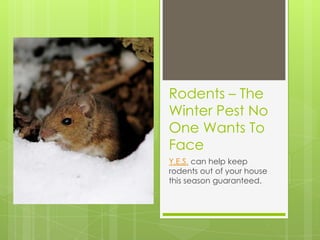 Rodents – The
Winter Pest No
One Wants To
Face
Y.E.S. can help keep
rodents out of your house
this season guaranteed.
 