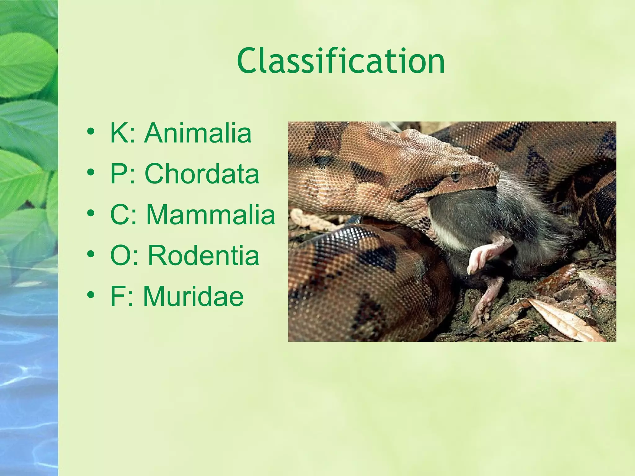 Rodents | PPT